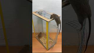 The Best And Most Perfect Homemade Mouse Trap // Mouse Trap 2 #Rat #Rattrap #Mousetrap