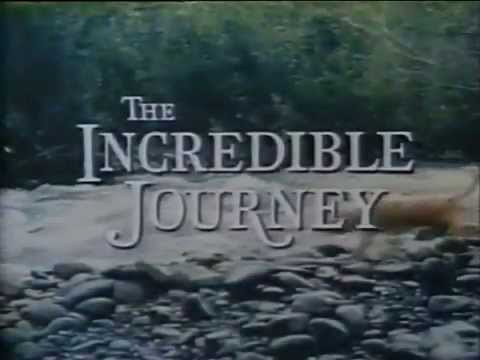 Download the incredible journey 1963