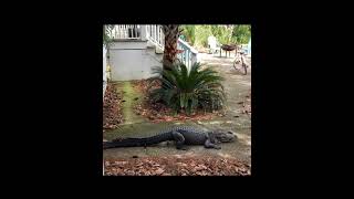 Gator Crapping.. Disgusting