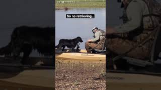 No Retrieving For This Dog? Duck Hunting