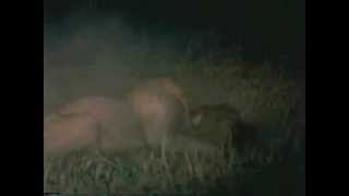 lions vs hyenas