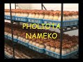 mushroom cultivation
