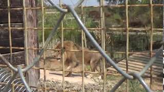 Le Lion De Barbarie Le Roi Des Lionsⵉⵣⴻⵎ Izem, Ayrad, Awar, Ahr,Awqqas Awar, Aher, أسد