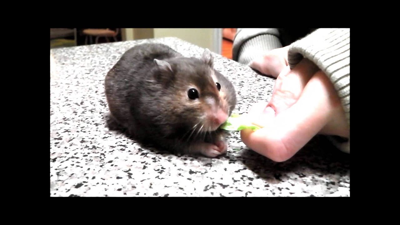 Cute Hamster Eats Lettuce YouTube