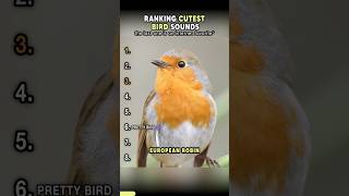 Top Cutest Bird Sounds