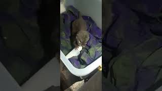Baby Otter Lucu Nyusu