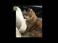 Awesome Funny Animals' Life Videos - Funniest Pets 😇