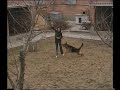 немецких овчарок.  <br >Статьи 
