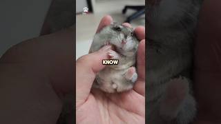 Hamsters Can Learn To Recognize Their Own Name
