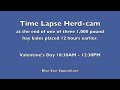 Herd-Cam at Blue Star Equiculture, Valentine's Day 2013