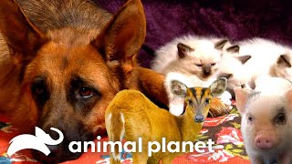 When Animals Become Best Friends Too Cute Animal Planet