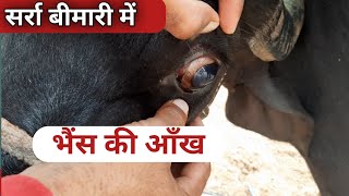 सरर बमर म भस क आख Ramawat