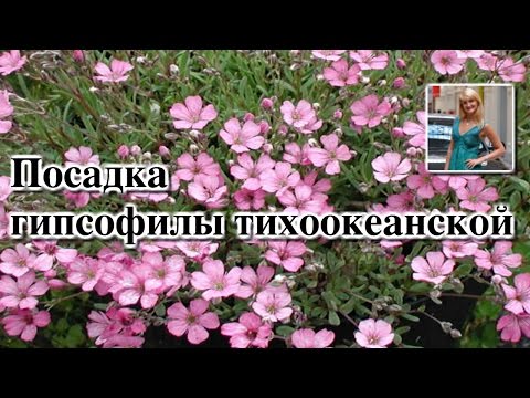 Как и когда сажать гипсофилу 338