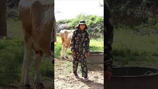 फज क गय स परम Soldier Vs Cow