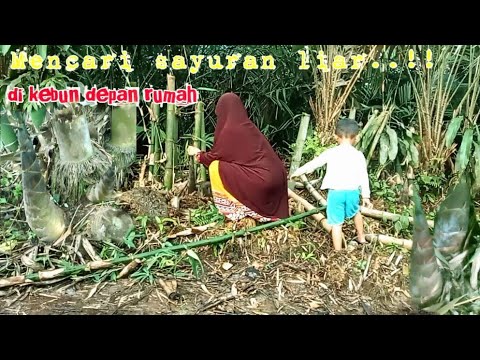 Aktivitas hari ini mengambil || rebung liar || di kebun salak depan rumah di lanjutkan memasak.