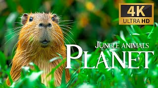 Jungle Animals Planet 4K 🐾 Discovery Relaxation Wildlife Расслабляющая Фортепианная Музыка