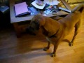 Bullmastiff Cross Rottweiler Sammy Listening To Puppys images Bullmastiff Cross Rottweiler Sammy Listening To Puppys