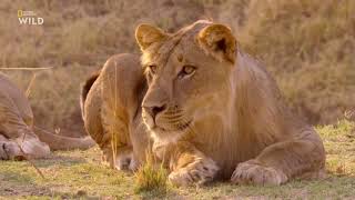 Nat Geo Wild: Африканские Охотники 2 Сезон 3 Серия - Короли Нсефу