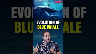 Blue Whale Evolution Explained From Land To Sea