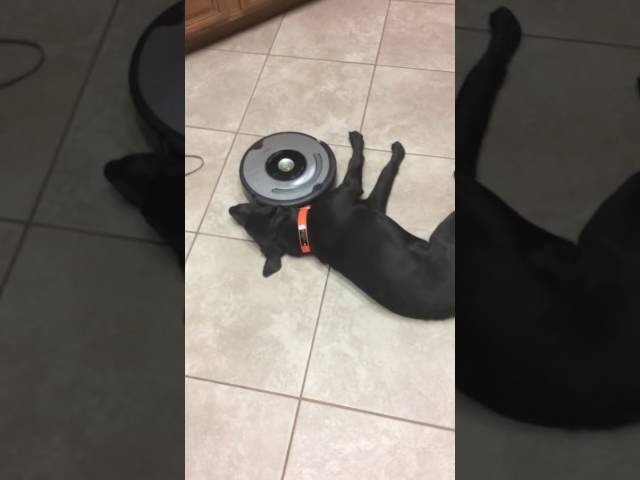 This Lazy Dog Doesn’t Care About The Roomba - Video