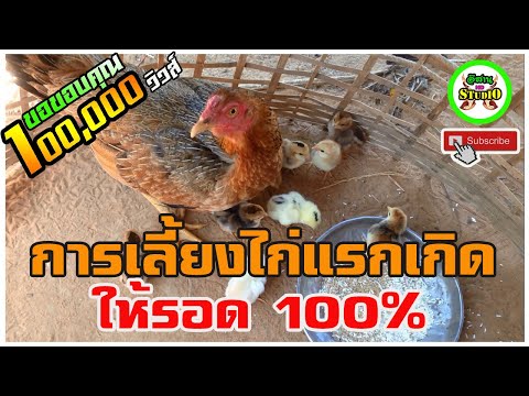 #การเลี้ยงไก่แรกเกิด ให้รอด มาดูผลว่า จะได้กี่ตัว ออกไข่ 🐣 แล้วน่ะ ลูกเจี๊ยบๆ 🐥 🐣 ไปดูกัน
