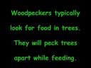 Wood Pecker Pecking Tree