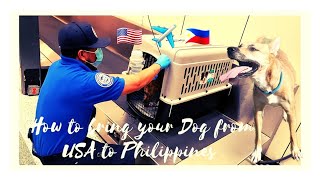 How to Bring your Dog from USA to Philippines | Tonette Fournet