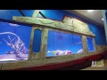 Reveal: Tracy Morgan's Shark Tank | Tanked