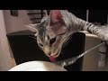 Kitty eats with fork