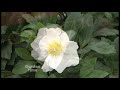 Hellebore Pink Frost