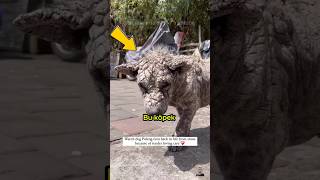 Kuduz Olan Köpek Nasıl İyileşti?