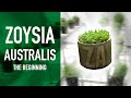 Introducing Zoysia Australis