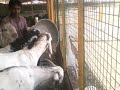 rajasthan goat farming