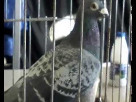 Baki Goyercinleri Бакинские Голуби Baku Pigeons Ruslan 2014. Спортивные го Baki Goyercinleri Бакинские Голуби Baku Pigeons Ruslan 2014. Спортивные го
