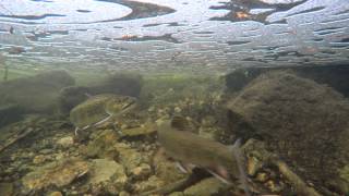 Brook Trout Undwater Spawning Uncut In Ultra Hd 4K Salvelinus Fontinalis
