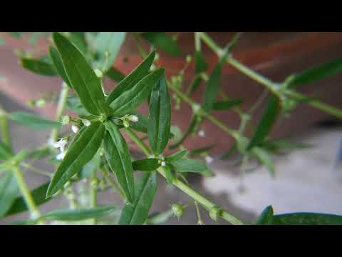 หญ้าลิ้นงู (Yaa Lin Ngoo) Oldenlandia corymbosa L. 1