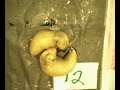 The perils of banana slug sex