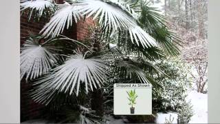 Roberta's 1-pc. Winter Hardy Chinese Windmill Palm Tree with Rick Domeier
