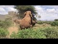 Mating secrets of Africa’s bull elephants (details in the description)