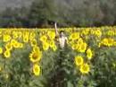 March In Sunflower garden