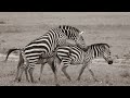 horse-donkey mating,donkey meeting, animal matings,animals mating. video