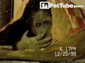 ORANGUTANG PICKS NOSE