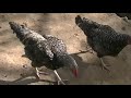 CRIANZA DE POLLOS DOBLE PECHUGA CON CRUZA DE POLLO CASERO 003
