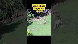 Cachorro Defende A Criança De Outro Cachorro