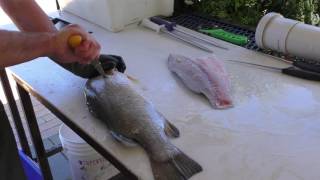 How To Fillet A Barramundi