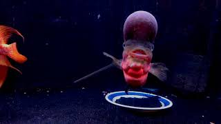 Flowerhorn Hotel? Update Video