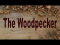 The Woodpecker Ep 63 -  Building the new shop part 10 - Window frames