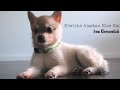 Alaskan Klee Kai Puppy- Basic Tricks