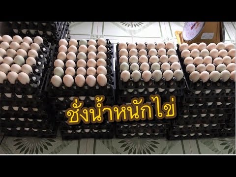 ชั่งไข่ขาย || วิธีคัดเบอร์ไข่เป็ด
