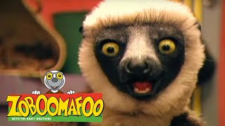 Zoboomafoo 3 Bölüm Türkçe Dublaj